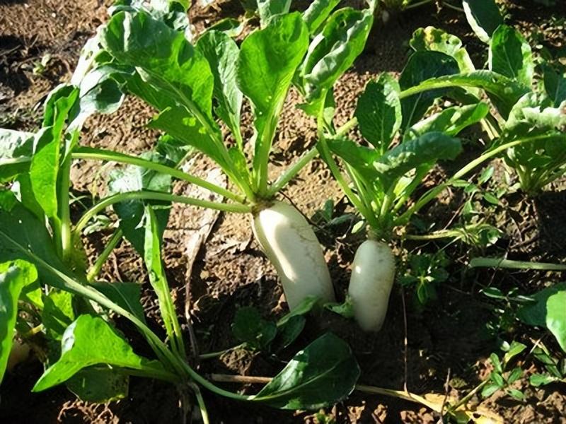 萝卜常识种植基本知识_萝卜种植基本常识_萝卜常识种植基本要求