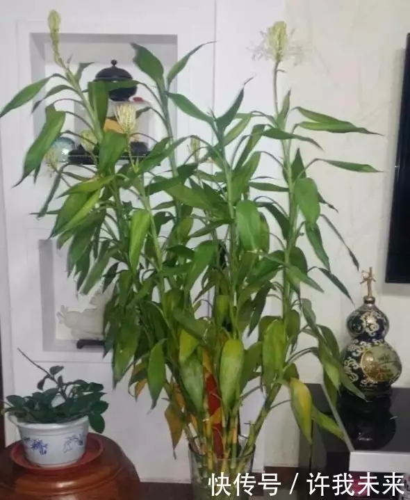 富贵竹怎么弄好看_富贵竹怎么弄造型视频_富贵竹生活小窍门