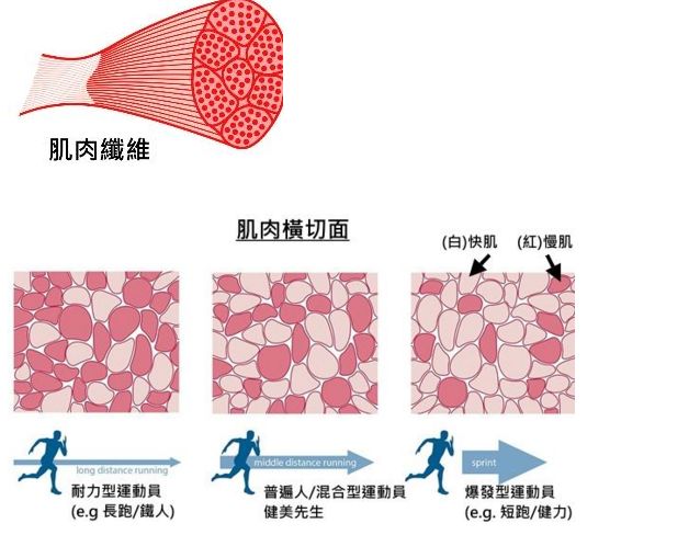 运动后过量氧耗和氧亏_运动后过量氧耗产生的机制_有氧运动后果